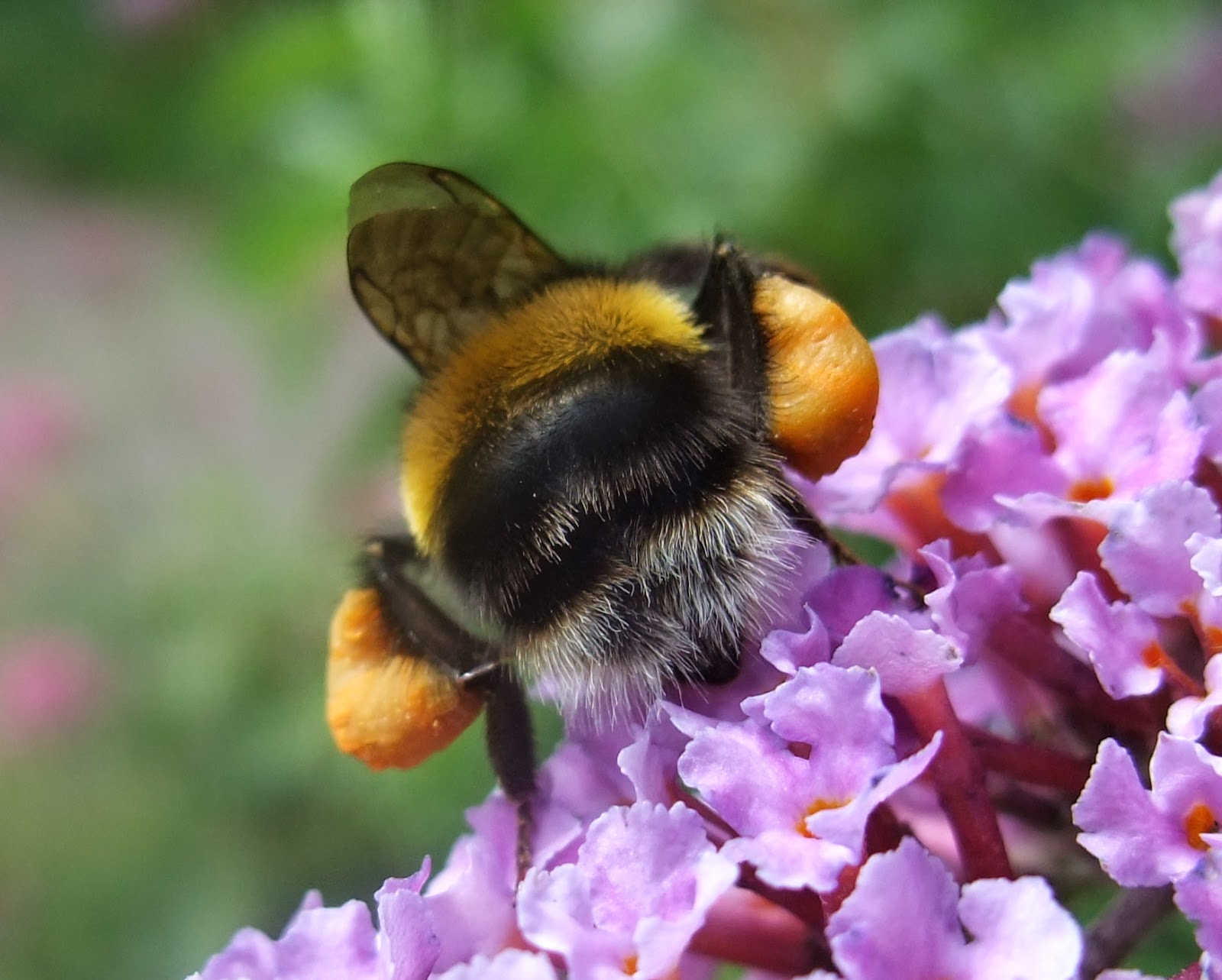 Brigit Strawbridge Why Solitary Bees are Such Amazing Pollinators