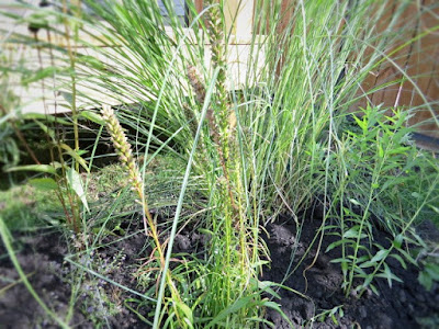 ornamental grass coneflower brown eyed susan geranium