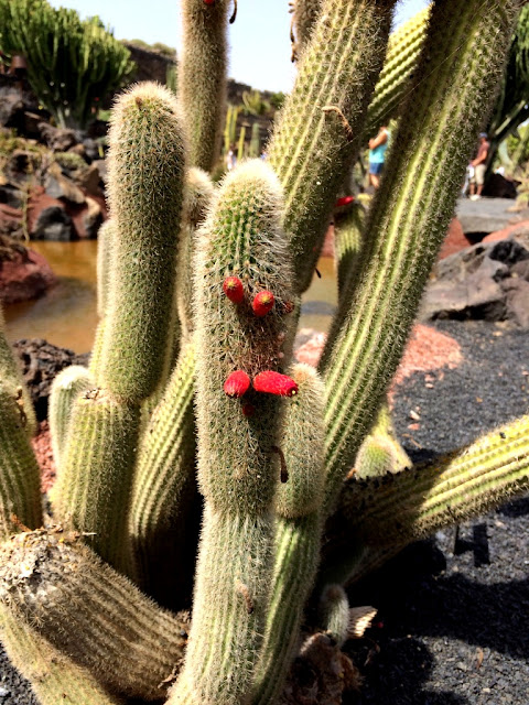 Lanzarote, Jardin de Cactus czyli kaktusowy ogród na Wyspach Kanaryjskich
