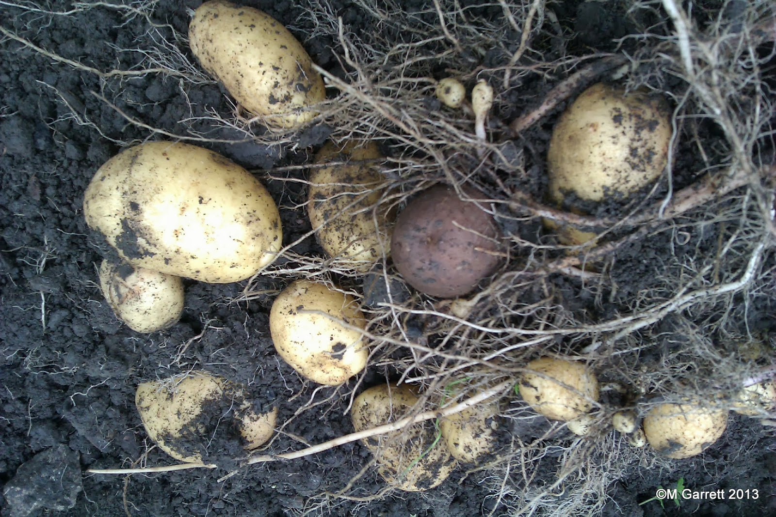 A Gardener's Weather Diary Late Planted Potatoes a Success