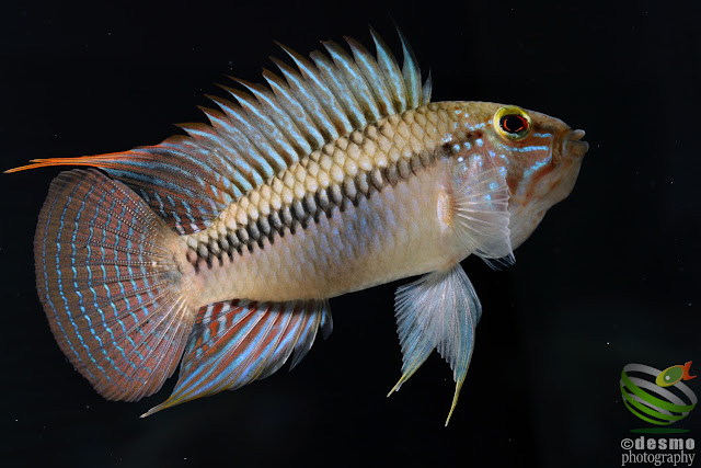 Apistogramma sp. unibrow / sp. D50