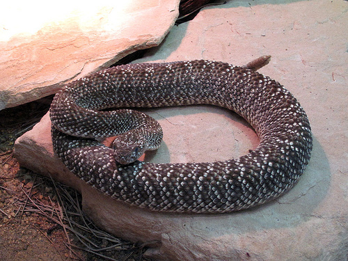 Ever Seen Most venomous and the deadliest snakes in the