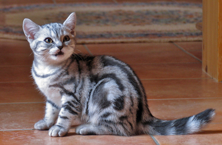 Cat Chit Chat Silver Classic Tabby British Shorthair Kitten