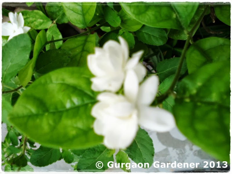 Gurgaon Gardener: Summer Sizzlers — 2. Jasmine (Hindi ...
