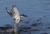 Pied Kingfisher - Birds In Flight Photography Cape Town with Canon EOS 7D Mark II Copyright Vernon Chalmers