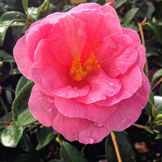 The Red Camellia Flower
