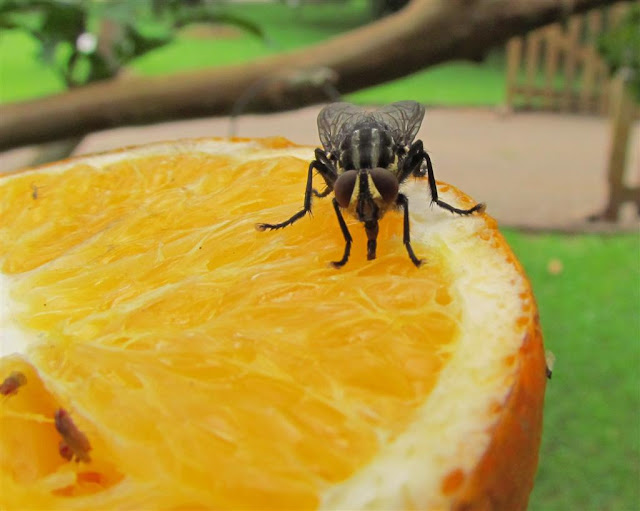 Soluciones caseras para alejar las moscas Consejos de la Abuela