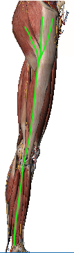 lateral+leg+2.png