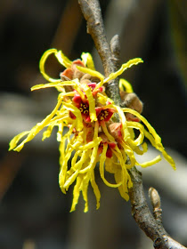  Hamamelis x intermedia Arnold Promise witch hazel spring blooms by garden muses-not another gardening blog