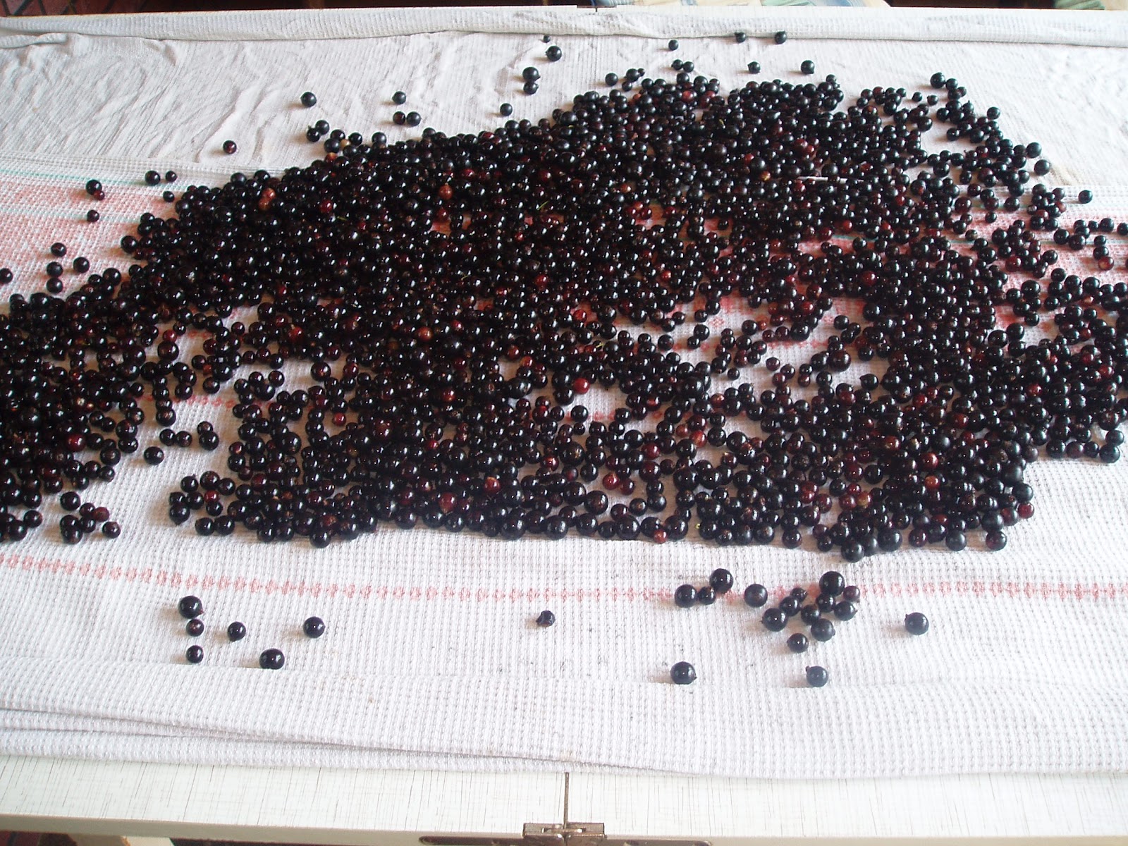 Сушеная вишня. Сушеные ягоды. Как высушить ягоды смородины. Смородина сушеная в электросушилке. Смородина сушёная.