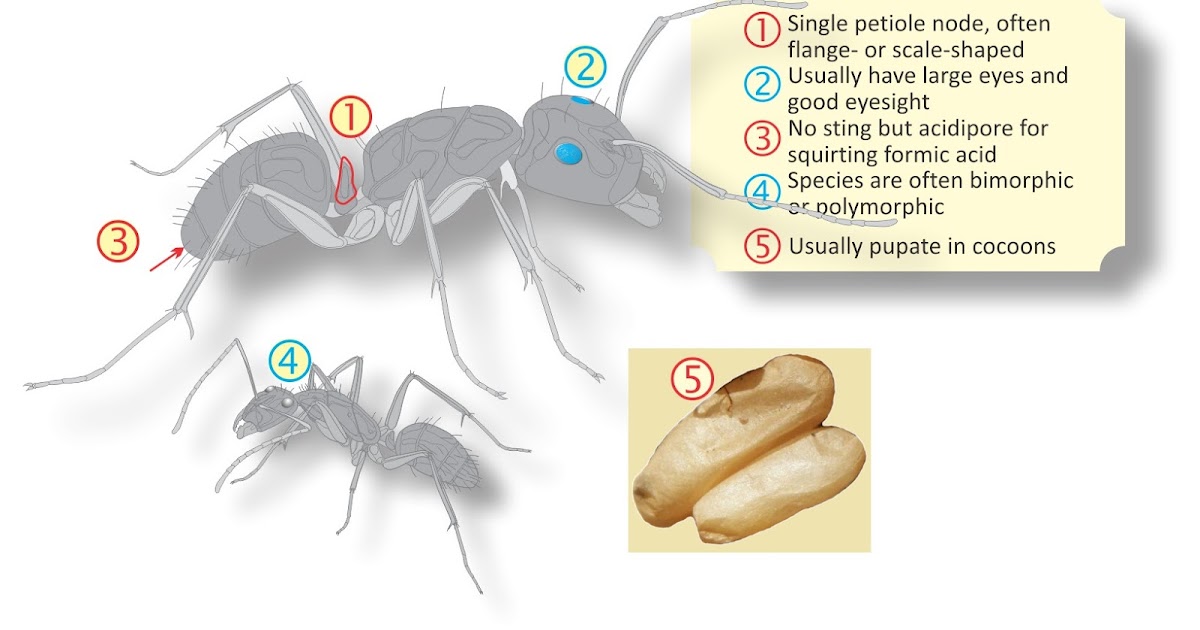  Ants of Southern Africa FORMICINAE the Elegant, AcidSquirting