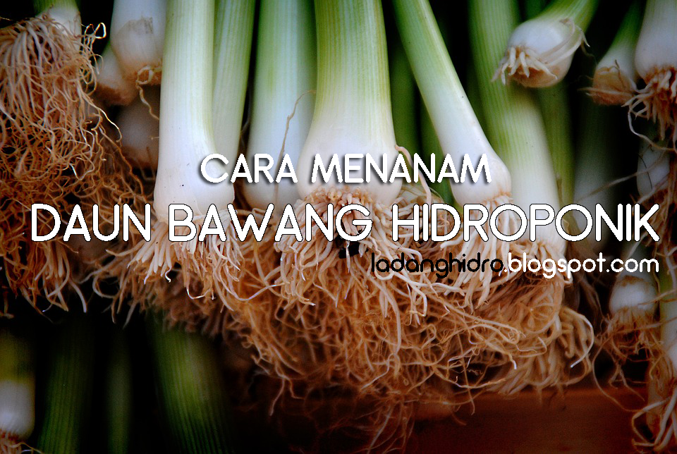 Cara Menanam Bawang Daun Hidroponik untuk Hasil Optimal di Rumah Cara Menanam Bawang Daun Hidroponik untuk Hasil Optimal di Rumah