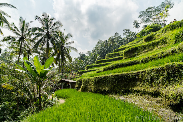 Ceking - Tegallalang - Ubud - Bali