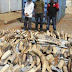 Photos: Ivory Coast's anti-smuggling unit seizes $800m haul of elephant tusks, pangolin scales from Nigeria, Gabon, Mozambique, Uganda