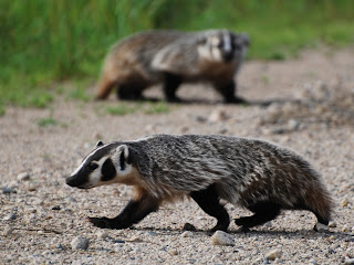 American badger