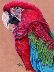 bird drawings macaw parrot sketch pencil birds drawing colored deviantart paintings webneel winged commission colorful draw inspiration works painting animal