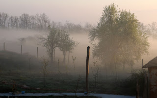 Mist rises between the trees Mist rises between the trees