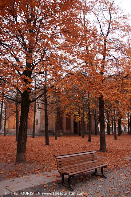 A wooden bench on a city square with a seemingly endless amount of trees in red-brown colourful autumn foliage.