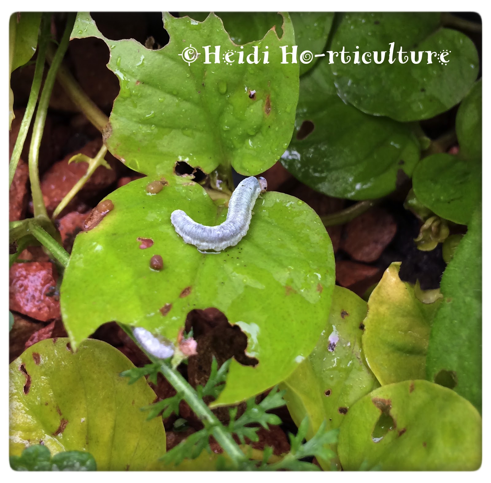 Rose Sawfly Stock Photos Rose Sawfly Stock Images Alamy