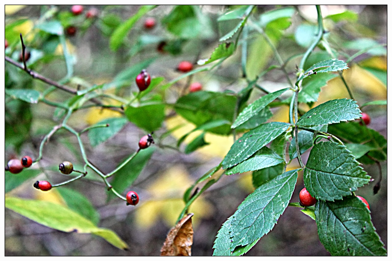 Hhop's Nature Walk Fall Plants Edible, Medicinal, Tea