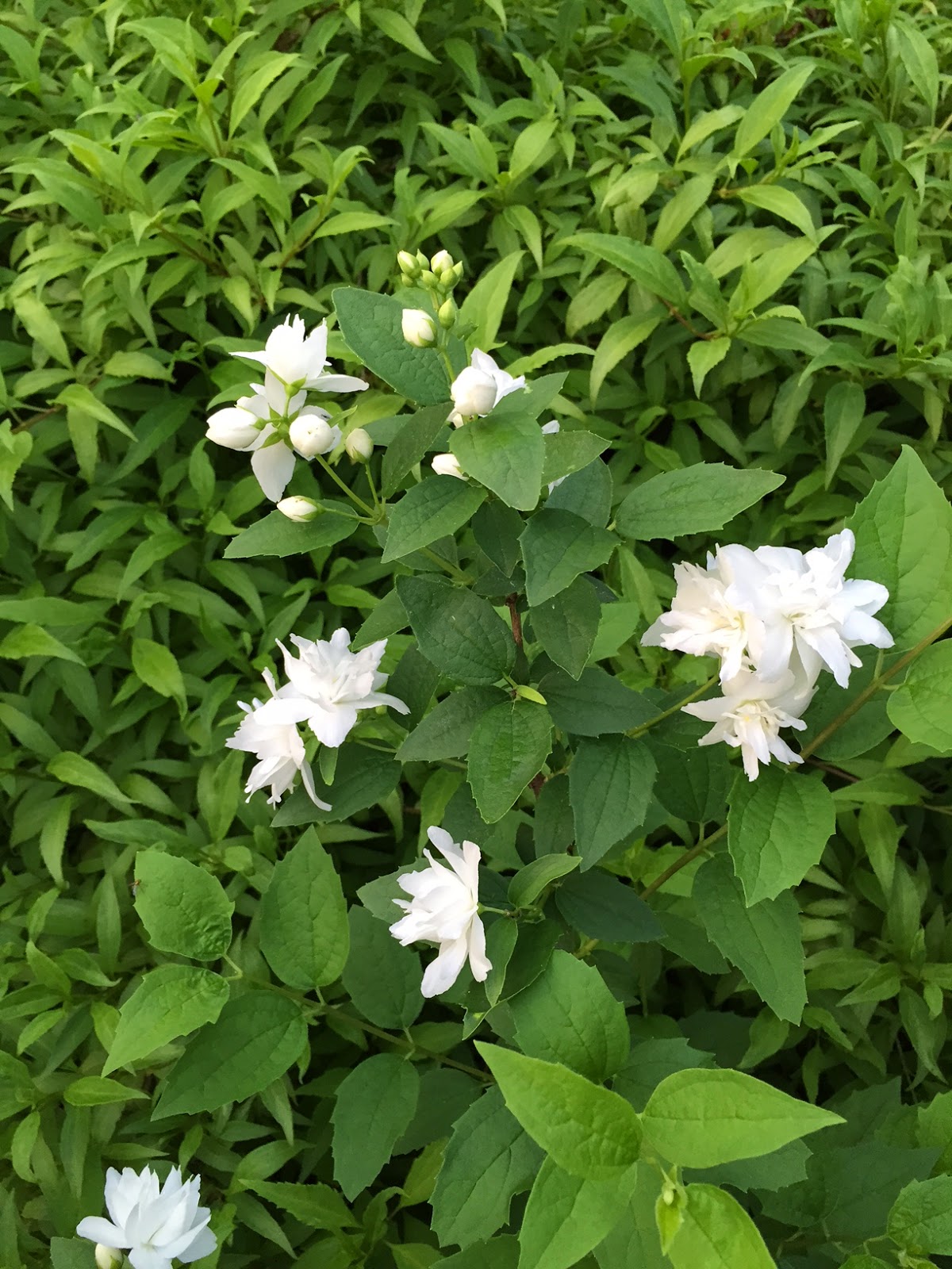 Double Flowering Mock Orange Defies the Odds in My Garden