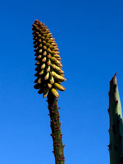 Aloe marlothii bloom
