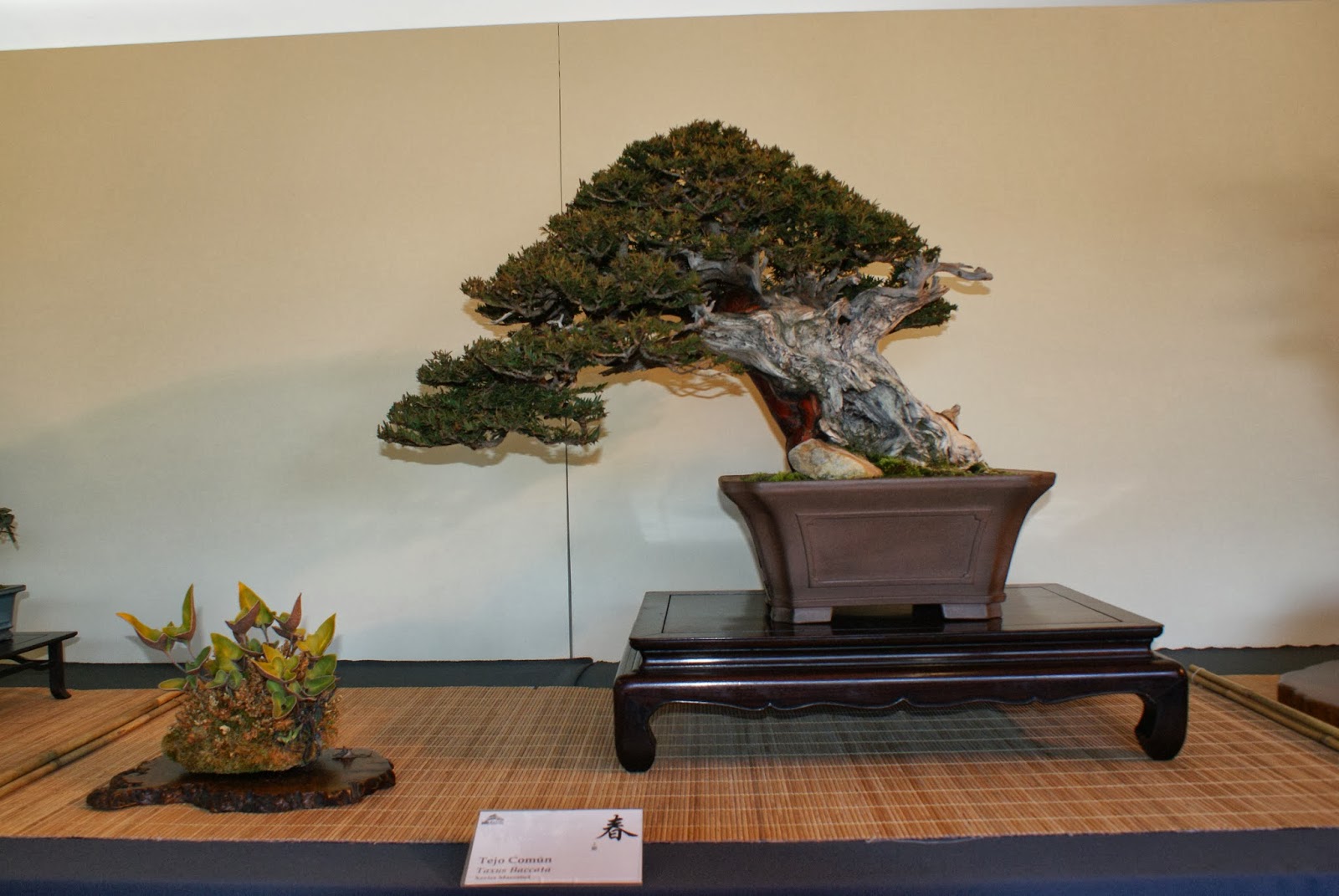 Asociacion Valenciana de Bonsai 2011 IV Exposicion Bonsai Paterna