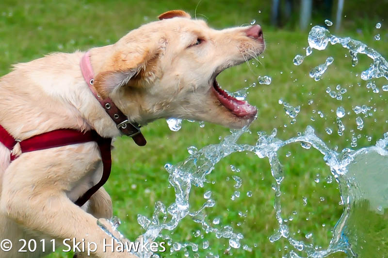 skip hawkes photography