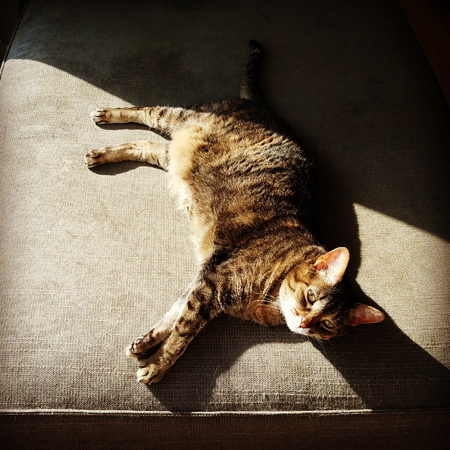 image of Sophie the Torbie Cat lying on a chaise in a spot of sunshine