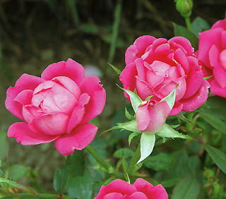 गुलाब के फूल की खेती, गुलाब की कलम, गुलाब की उन्नत खेती, गुलाब की देखभाल, गुलाब लगाने की विधि, गुलाब के फूल की जानकारी, गेंदा की खेती, गुलाब का फूल फोटो, गुलाब के बीज