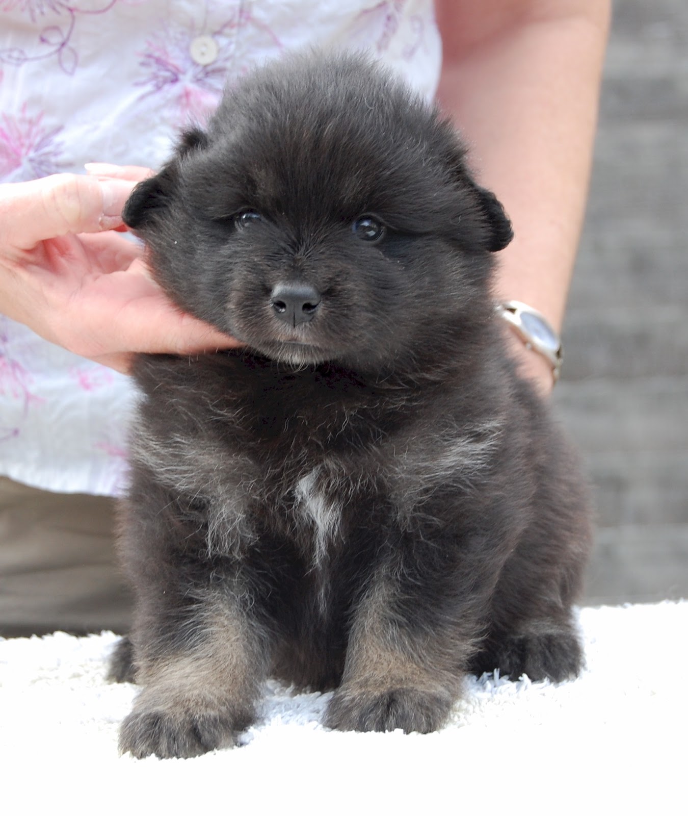 Elbereth Finnish Lapphunds & Border Collies Puppy Update
