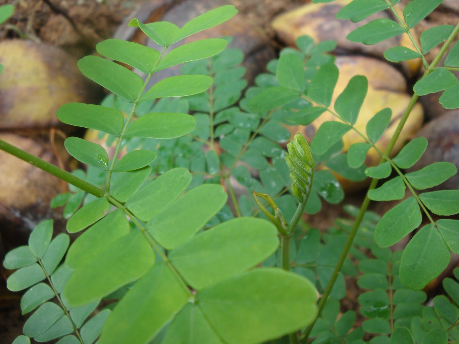Organic micro farm and vegetable terrace garden : Micro Vegetable