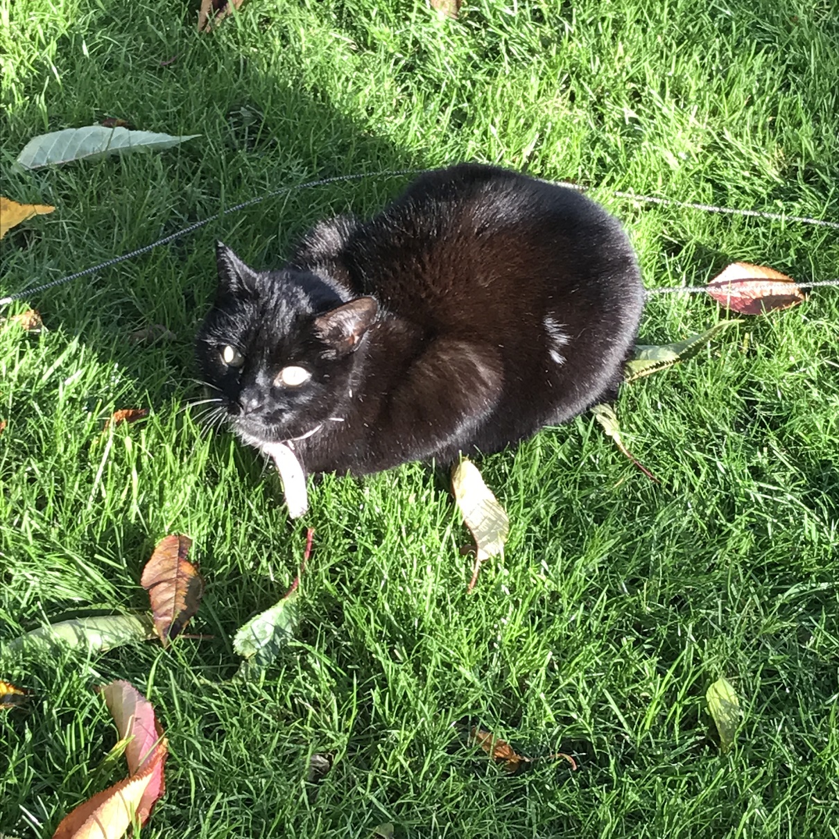 Lancaster & Morecambe Pet Search Lost Cats