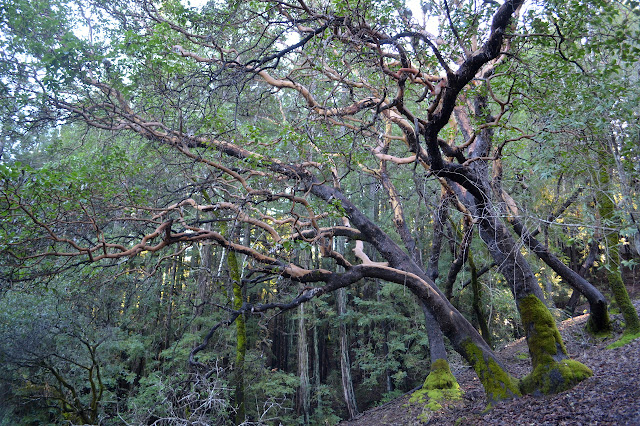 older madrone