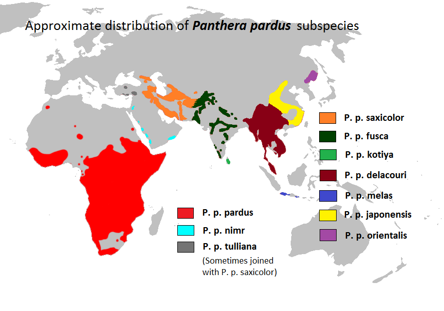 Abe's Animals: Leopard range map