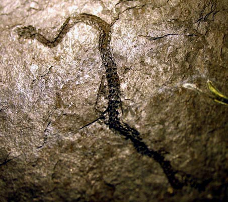 Blog de la Vida Prehistórica Ophiderpeton