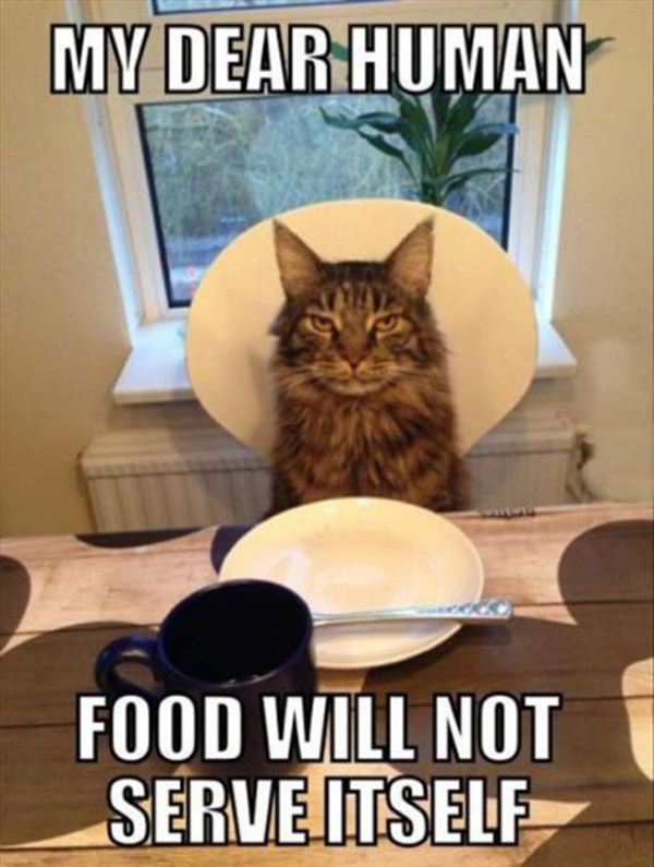 Crazy Cats Waiting For Food Crazy Cats Waiting For Food