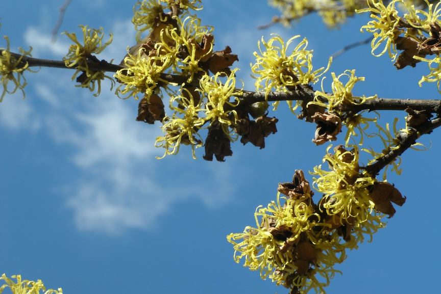 Common witchhazel (Hamamelis virginiana) blooms at the Toronto Music Garden autumn by garden muses-not another Toronto gardening blog