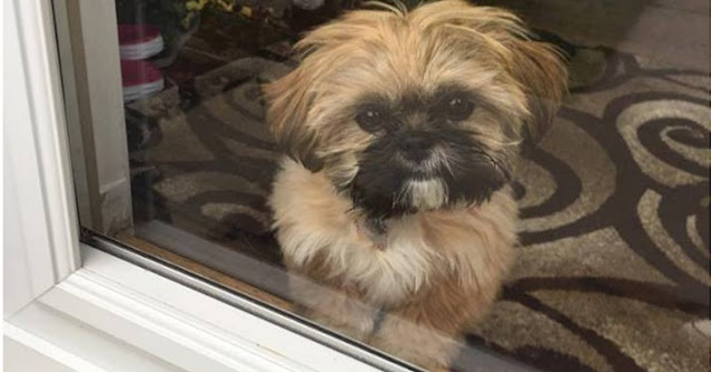 Como o seu Shih tzu se sente quando você vai trabalhar