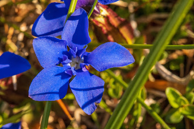 Gentiana verna Gentiana verna