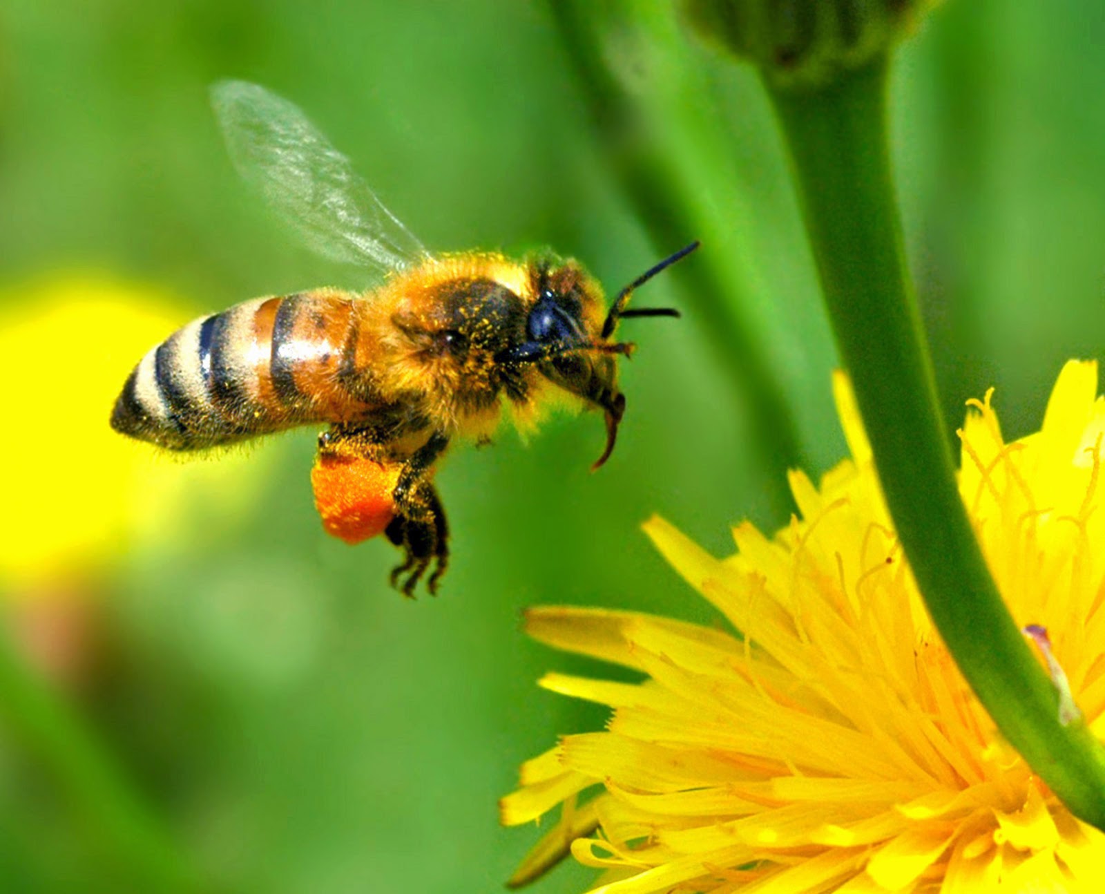 Жужжание 1. Медоносная пчела. Карликовые медоносные пчелы. Пчелы медоносные насекомые. Шмель медоносный.