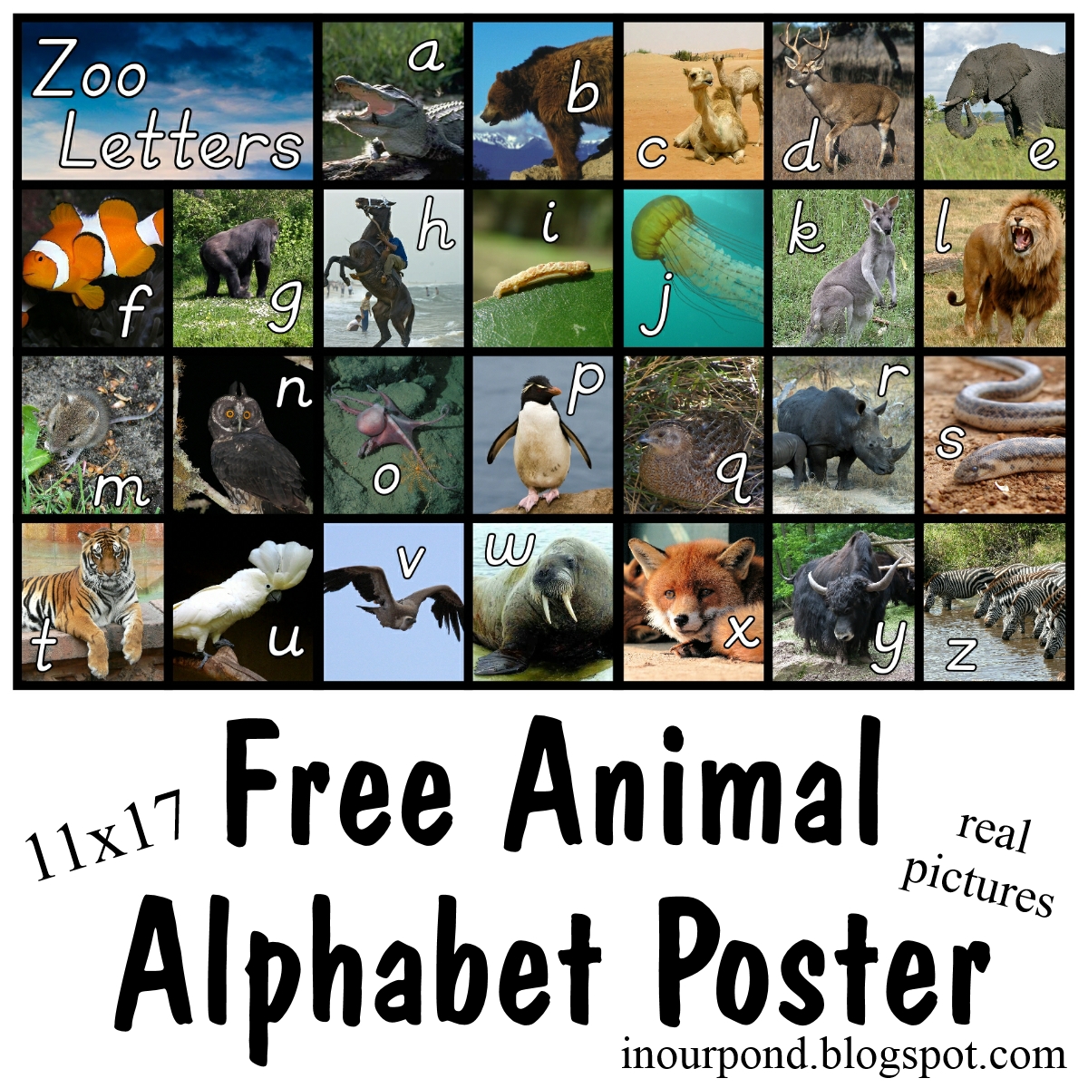 Large Alpha-Zoo Poster with Real Animal Pictures