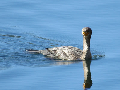 double-crested cormorant