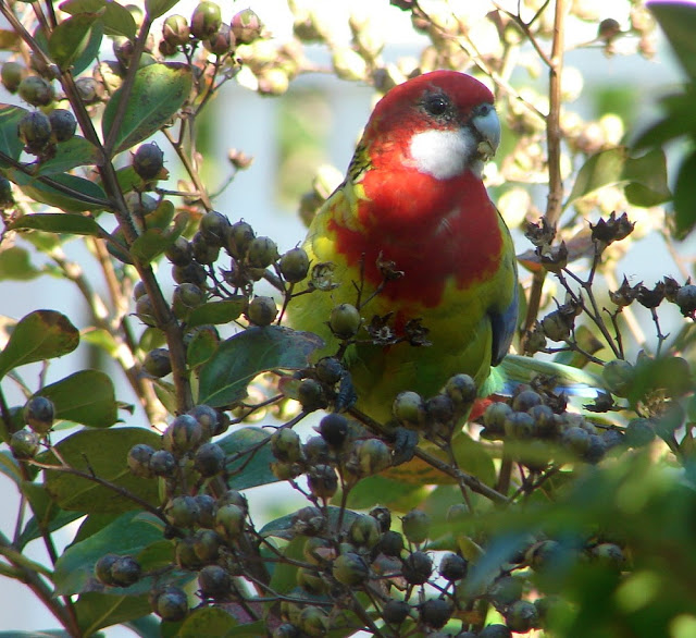 Snap Happy Birding: On the 21st day of Christmas ... Fourteen Aussie Birds