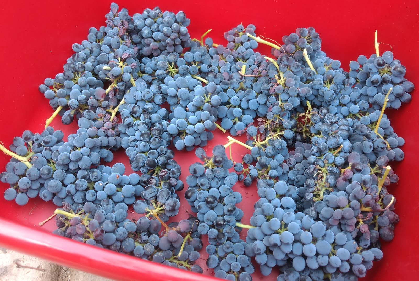 How many grapevines do you need to grow to make a bottle of wine