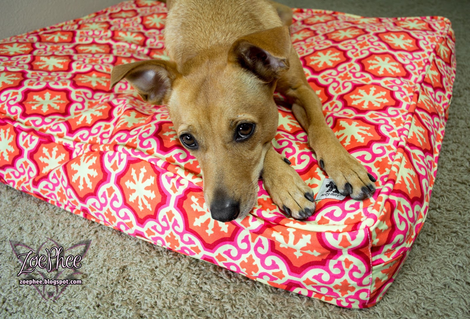 ZoePhee Comfy & Stylish Dog Beds from Molly Mutt! Review