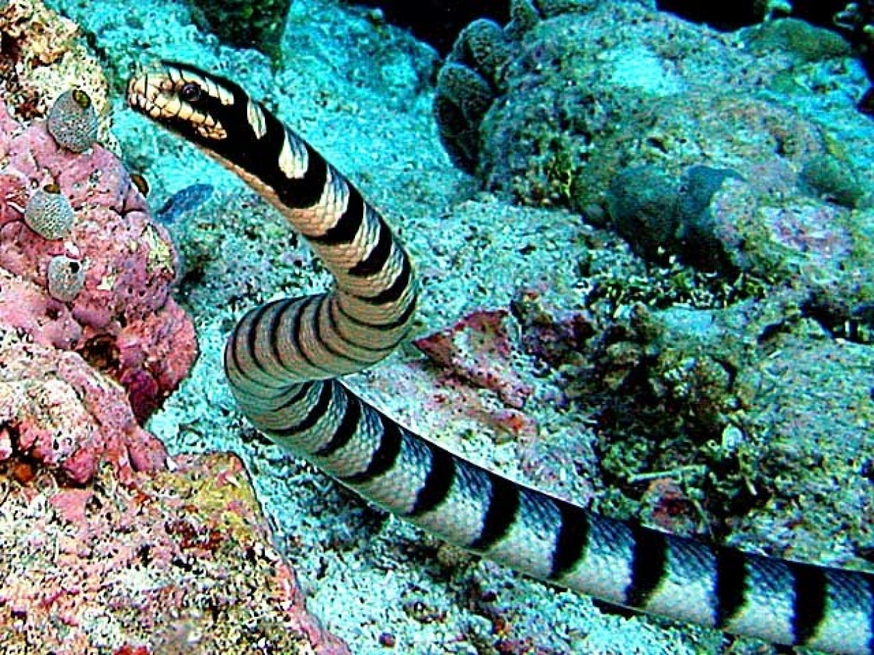 tem de tudo As 5 cobras mais venenosas do mundo