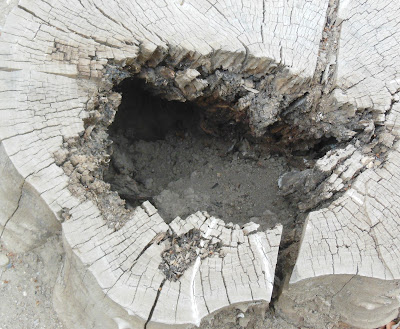 Squirrel Hole in Stump at Mission San Miguel, © B. Radisavljevic
