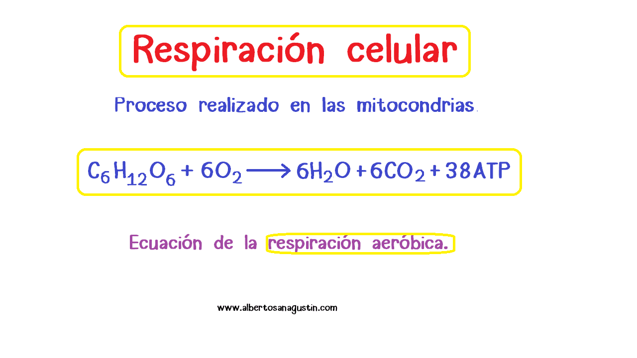 fórmula de la respiración celular