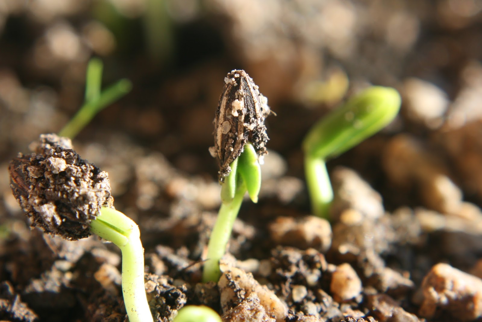 Balkan Ecology Project : Soil Temperature and Seed Germination